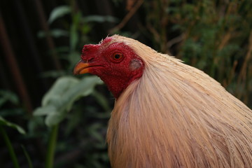 COLOMBIAN ROOSTER
