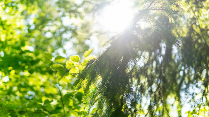 Power of green leaf and tree. Magical forest in Poland. Nature. Environment
