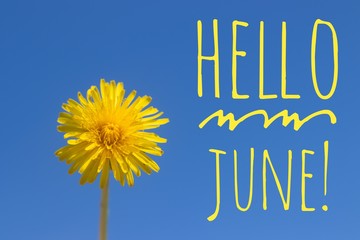 Banner hello june. New season . Welcome card Photo with a flower. Yellow flower. Yellow dandelion against the blue sky. Blue sky.