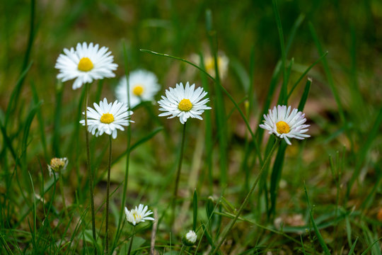 Macro close up of liitle white daisies in grass