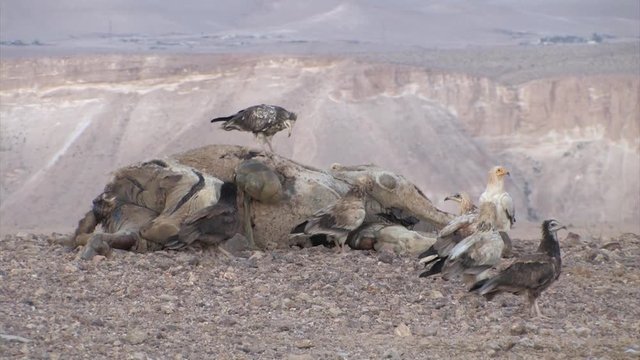 Griffon vultures feeding on camel Carcass, Sde Boker Israel