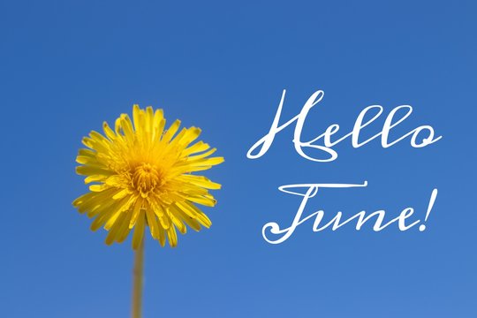 Banner hello june. New season . Welcome card Photo with a flower. Yellow flower. Yellow dandelion against the blue sky. Blue sky. - Powered by Adobe