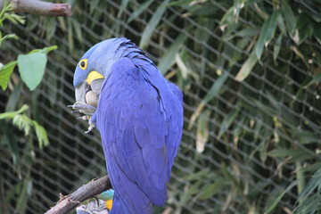 hyacinth macaw (scientific name: Anodorhynchus hyacinthinus) also known as hyacinthine macaw