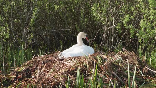 Swan nest with swan on forest lake.
