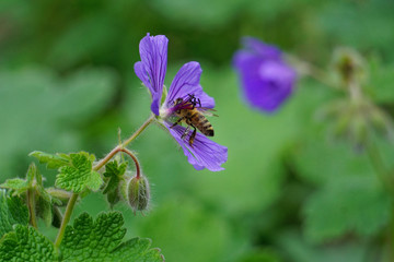 Makro Blume und Biene