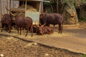 a small family of Watusis eating grass from their feeder near their stable