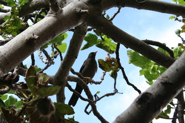 AVE EN EL ARBOL NATURALEZA DE D&Iacute;OS