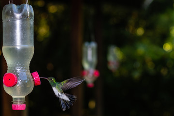 Hummingbird hovering in front of a feeder