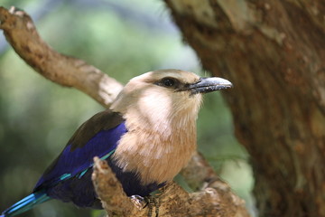 Blue-bellied roller (scientific name: Coracias cyanogaster)