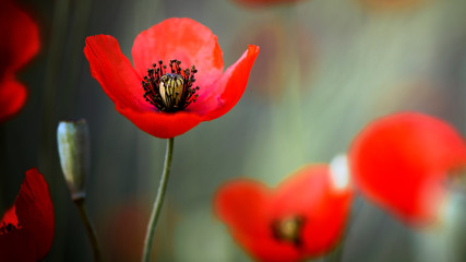 Morning poppy buds bloomed.Wild poppy.The mobile, small, tomboy.Closeup of the poppy flowers in...