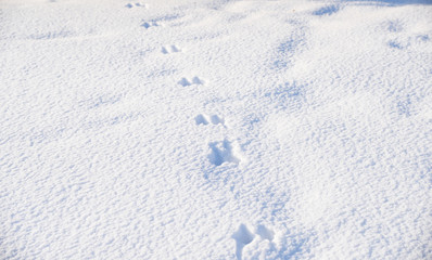 Traces of animals in the snow.  Paw prints in winter white snow.  - Image