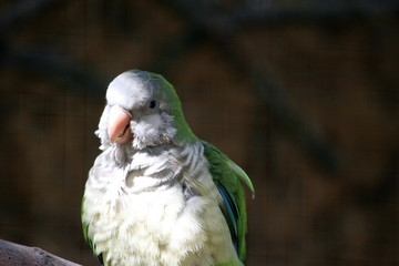  Monk parakeet (scientific name: Myiopsitta monachus) also known as the Quaker parrot