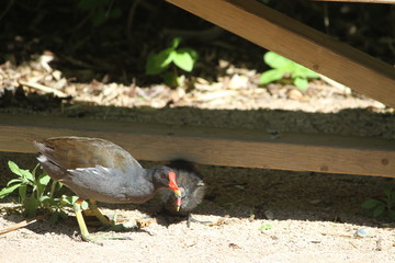 Photography that is showing a bird feeding its offspring