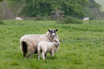 Obraz premium sheep in the part surrounded by trees