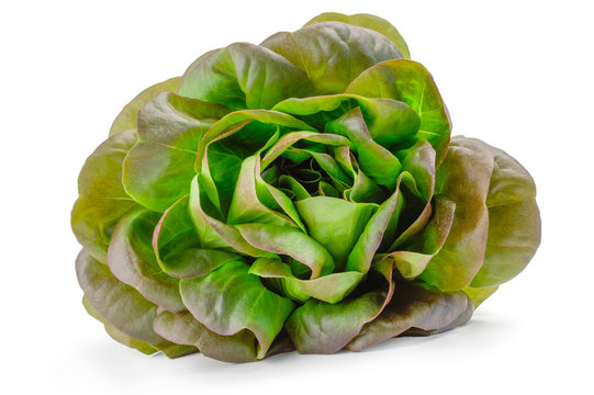 Butterhead salad isolated on white background
