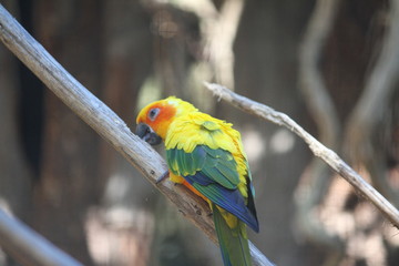 Sun parakeet (scientific name: Aratinga solstitialis)