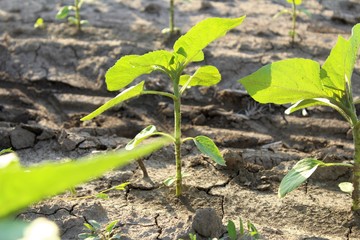 Agriculture plant in the field.