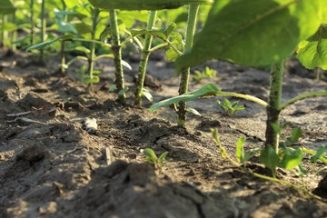 young plants in the garden