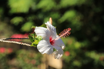 hibiskus und farne © Egon