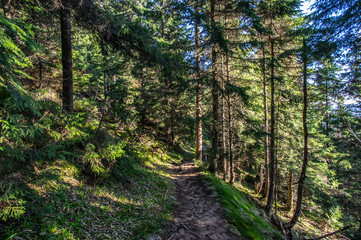 Fototapeta na wymiar Forest path in the mountains