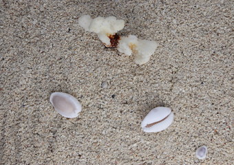 Plage de sable et coquillages