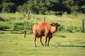 auf der farm bei den gauchos