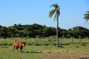 auf der farm bei den gauchos
