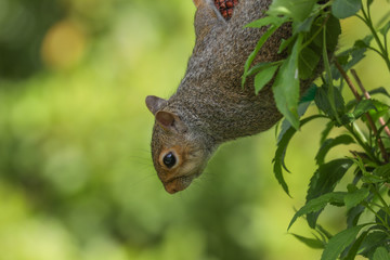 Fototapeta premium Grey Squirrel