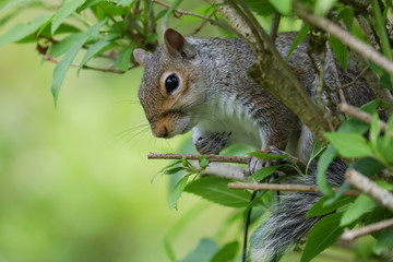 Grey Squirrel
