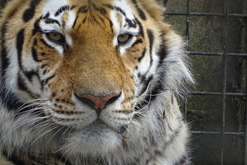 Naklejka premium Beautiful tiger sitting at the zoo