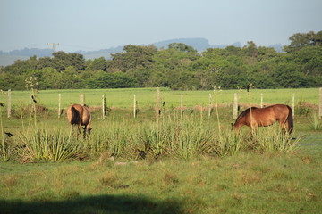 auf der farm bei den gauchos