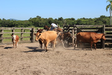 auf der farm bei den gauchos