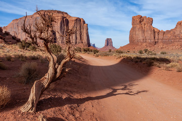 Dead Tree in Monument Valley Utah USA