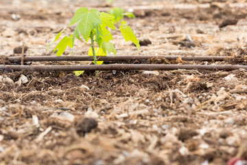 riego por goteo de plántulas de papaya