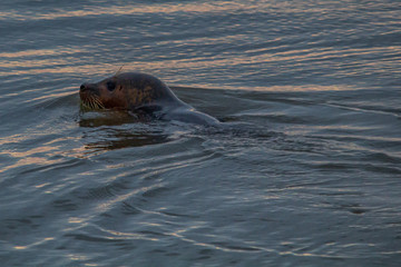 Fototapeta premium Seal