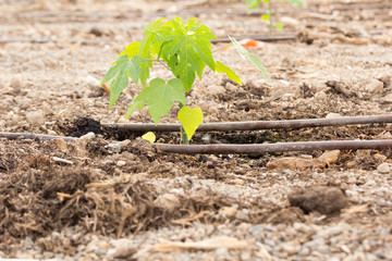riego por goteo de plántulas de papaya