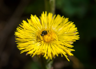 Two black bugs have sex on yellow flower in sunshine. Orange & Black Bug on the Pollen of Bright Yellow Flower. 