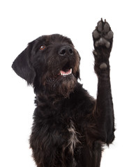 Black mixed breed dog showing paw isolated on white background. Studio portrait.