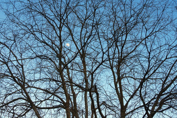 Silhouettes of trees without leaves against evening sky