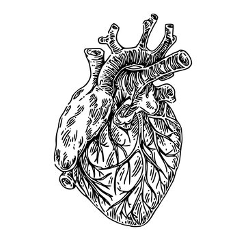 Human anatomy. Heart. Sketch. Engraving style. Vector illustration.