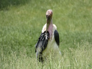 stork in the grass