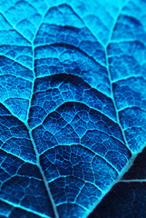 macro texture of blue leaf with veins