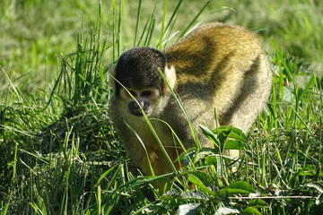 Squirrel monkey sitting in the grass at the zoo