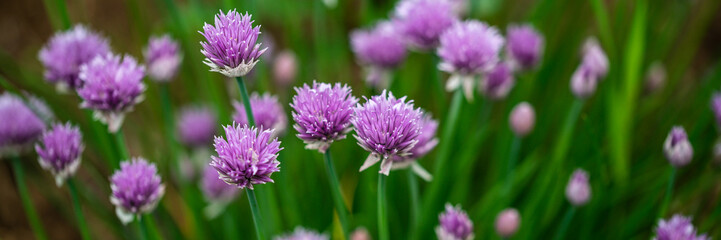Chives blooming in the spring