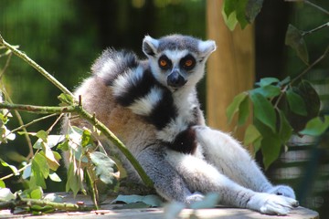  Maki catta dans son enclos au zoo
