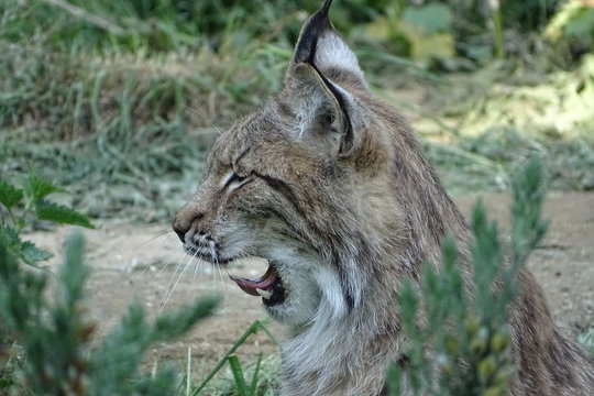 Eurasian lynx yawning at the zoo