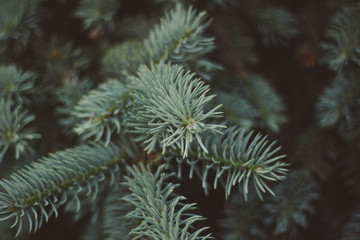 Pine branch in the forest