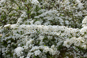 Krzew tawuły szarej (Spiraea cinerea) pokryty białymi kwiatami © Monika
