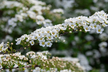 Gray spiraea shrub (Spiraea cinerea) covered with white flowers