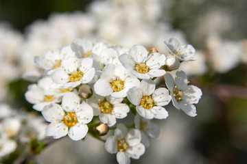 Gray spiraea shrub (Spiraea cinerea) covered with white flowers